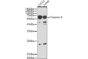 Western Blotting (WB) image for anti-Caspase 8 (CASP8) (AA 1-479) antibody (ABIN6137970)