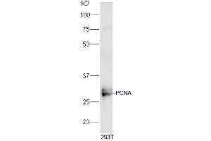 Human 293T cell lysates probed with PCNA [Proliferation Marker] Polyclonal Antibody, Unconjugated  at 1:5000 90min in 37˚C. (PCNA antibody  (AA 201-261))