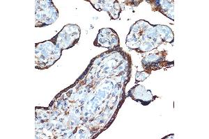 Immunohistochemistry of paraffin-embedded human placenta using LM Rabbit mAb (ABIN7268205) at dilution of 1:100 (40x lens). (LMAN1 antibody)