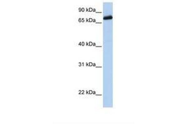 LRCH4 antibody  (AA 290-339)
