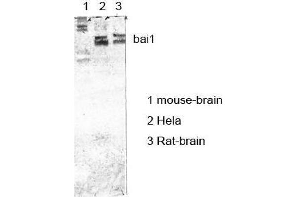BAI1 antibody