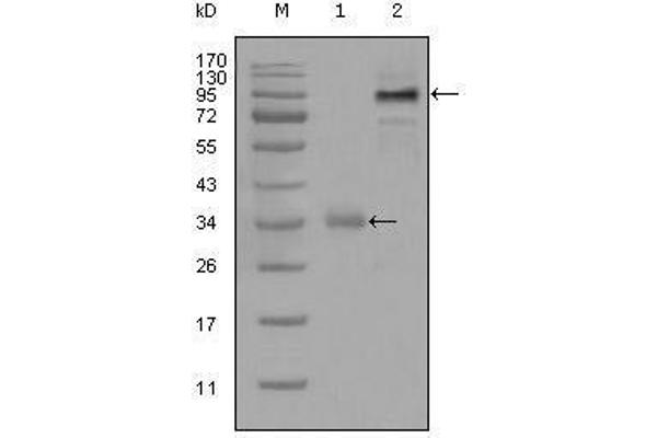 ETV1 antibody  (AA 1-191)