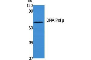 Western Blotting (WB) image for anti-Polymerase (DNA Directed), mu (POLM) (Internal Region) antibody (ABIN3180979) (POLM antibody  (Internal Region))