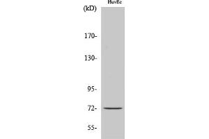 Western Blot analysis of various cells using Cdc16 Polyclonal Antibody. (CDC16 antibody)