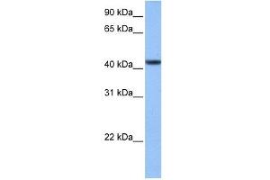 C8ORF34 antibody used at 1 ug/ml to detect target protein. (C8orf34 antibody  (N-Term))