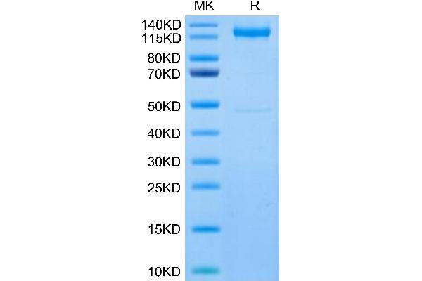 LI Cadherin Protein (AA 23-787) (Fc Tag)