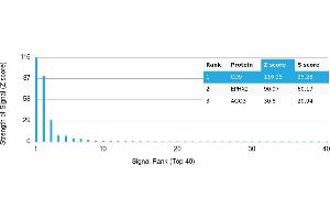 Protein Array (PAr) image for anti-CD9 (CD9) antibody (ABIN7456352) (CD9 antibody)