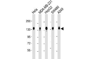 Western Blot at 1:2000 dilution Lane 1: Hela whole cell lysate Lane 2: MDA-MB-231 whole cell lysate Lane 3: HepG2 whole cell lysate Lane 4: SW480 whole cell lysate Lane 5: A549 whole cell lysate Lysates/proteins at 20 ug per lane. (CD130/gp130 antibody  (C-Term))