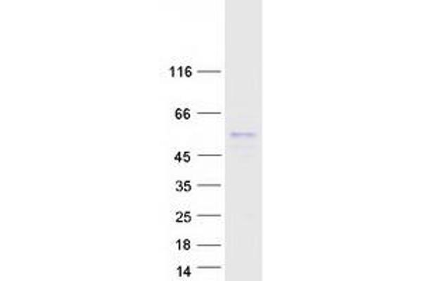 RNPS1 Protein (Transcript Variant 2) (Myc-DYKDDDDK Tag)