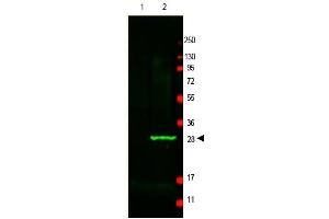 Image no. 1 for anti-Green Fluorescent Protein (GFP) antibody (ABIN401487) (GFP antibody)