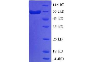 SDS-PAGE (SDS) image for Albumin (ALB) (full length) protein (ABIN7479562) (Albumin Protein (ALB) (full length))