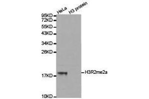 Western Blotting (WB) image for anti-Histone 3 (H3) (H3R2me2a) antibody (ABIN1873014) (Histone 3 antibody  (H3R2me2a))