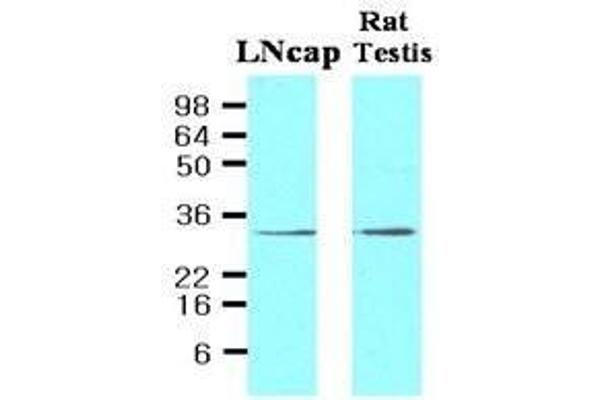 STEAP1 antibody  (AA 1-70)