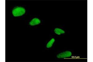 Immunofluorescence of purified MaxPab antibody to NIP30 on HeLa cell. (FAM192A antibody  (AA 1-254))