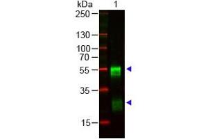 Lane 1: Rabbit IgG. (Goat anti-Rabbit IgG (Whole Molecule) Antibody)