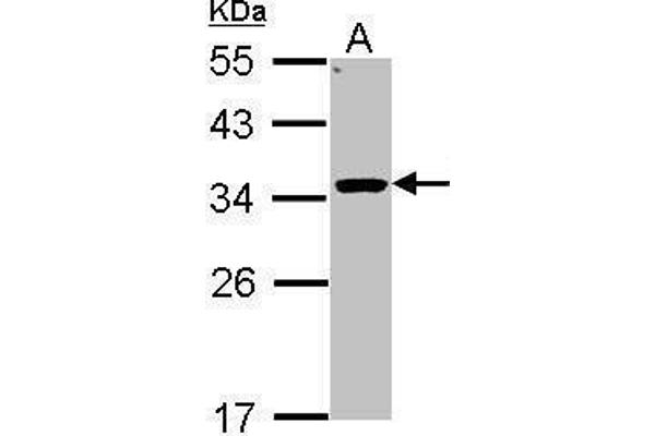 HSD11B1 antibody  (C-Term)