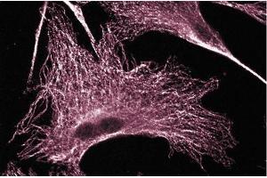 Immunofluorescence staining on 3T3-L1 cells (Mouse embryonic fibroblasts, ATCC CL-173). (ERK (Pan) (AA 219-358) antibody)