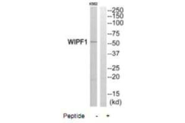 WIPF1 antibody  (C-Term)