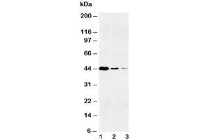 Western blot testing of Caspase-1 antibody and Lane 1:  Jurkat (Caspase 1 antibody  (Large Subunit, N-Term))