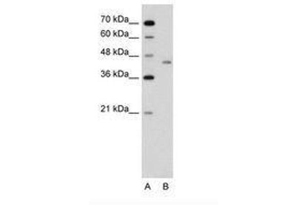 LRP2BP antibody  (AA 151-200)