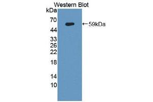 Figure. (Neurexophilin 1 antibody  (AA 22-271))