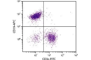 BALB/c mouse splenocytes were stained with Rat Anti-Mouse CD19-APC. (CD19 antibody  (APC))