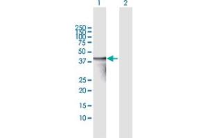 Western Blot analysis of TNNT3 expression in transfected 293T cell line by TNNT3 MaxPab polyclonal antibody. (TNNT3 antibody  (AA 1-250))