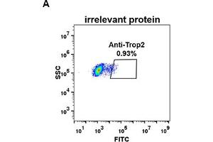 Expi 293 cell line transfected with irrelevant protein  (A) and human Trop2  (B) were surface stained with Rabbit anti-Trop2 monoclonal antibody 1 μg/mL  (clone: DM74) followed by Alexa 488-conjugated anti-rabbit IgG secondary antibody (TACSTD2 antibody  (AA 27-274))