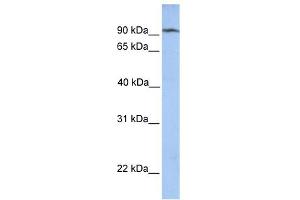 CLPB antibody used at 1 ug/ml to detect target protein. (CLPB antibody)