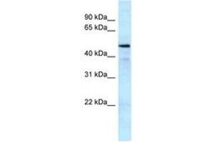 Image no. 1 for anti-K(lysine) Acetyltransferase 5 (KAT5) (C-Term) antibody (ABIN6747759) (KAT5 antibody  (C-Term))