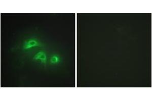 Immunofluorescence (IF) image for anti-Adenylate Kinase 1 (AK1) (AA 101-150) antibody (ABIN2879137) (Adenylate Kinase 1 antibody  (AA 101-150))