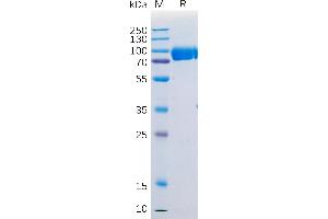 Human SIRPα Protein, mFc Tag on SDS-PAGE under reducing condition. (SIRPA Protein (AA 31-373) (mFc Tag))