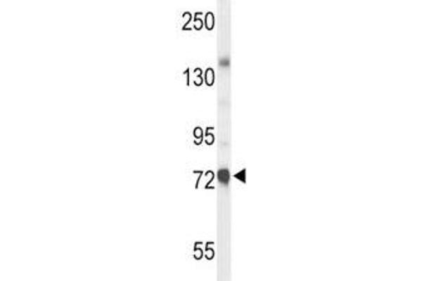 Choline Acetyltransferase antibody  (AA 98-128)