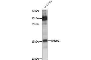 Western blot analysis of extracts of U-87MG cells, using NHLH1 antibody  at 1:1000 dilution. (NHLH1 antibody  (AA 1-60))