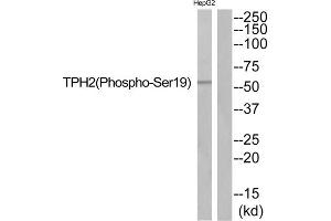 Western Blotting (WB) image for anti-Tryptophan Hydroxylase 2 (TPH2) (pSer19) antibody (ABIN1847853) (Tryptophan Hydroxylase 2 antibody  (pSer19))