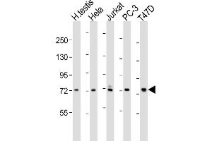 All lanes : Anti-TNK1 Antibody (C-term) at 1:1000-1:2000 dilution Lane 1: human testis lysates Lane 2: Hela whole cell lysates Lane 3: Jurkat whole cell lysates Lane 4: PC-3 whole cell lysates Lane 5: T47D whole cell lysates Lysates/proteins at 20 μg per lane. (TNK1 antibody  (C-Term))