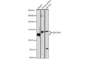 Western blot analysis of extracts of various cell lines, using CEACAM1 antibody (ABIN1871779) at 1:1000 dilution. (CEACAM1 antibody)