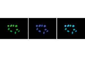 Immunofluorescence (IF) image for anti-Histone Cluster 1, H3a (HIST1H3A) (H3K27me2) antibody (ABIN6655653)