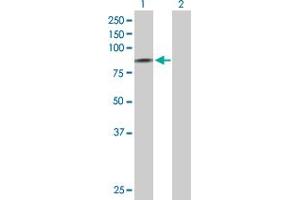 Western Blot analysis of SCNN1D expression in transfected 293T cell line by SCNN1D MaxPab polyclonal antibody. (SCNN1D antibody  (AA 1-638))
