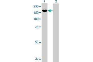 Western Blot analysis of PCDH8 expression in transfected 293T cell line by PCDH8 MaxPab polyclonal antibody. (Protocadherin 8 antibody  (AA 1-1070))