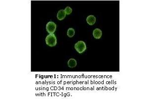 Image no. 2 for anti-CD34 (CD34) antibody (ABIN232132) (CD34 antibody)