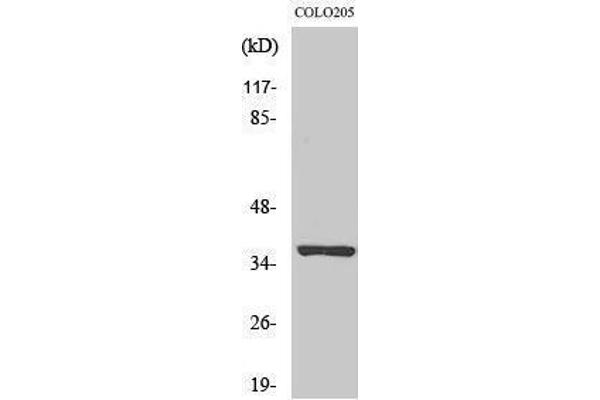 OR52E5 antibody  (Internal Region)