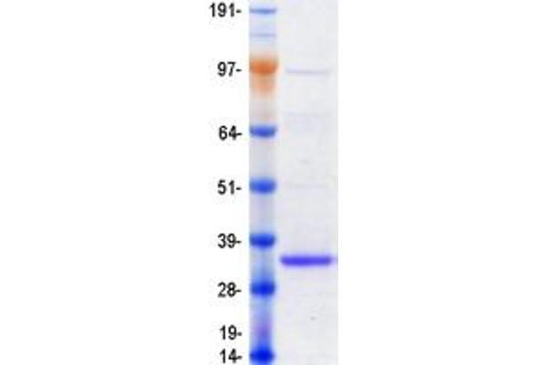 EMC10 Protein (Myc-DYKDDDDK Tag)