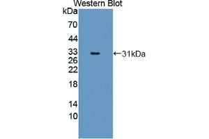 Figure. (MYL6B antibody  (AA 5-199))