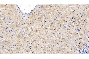Detection of TNFa in Bovine Liver Tissue using Monoclonal Antibody to Tumor Necrosis Factor Alpha (TNFa) (TNF alpha antibody  (AA 71-234))