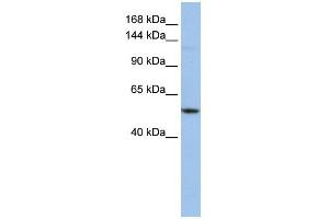 WB Suggested Anti-UBE4A Antibody Titration:  0. (UBE4A antibody  (Middle Region))
