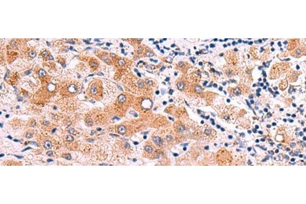 ITGA11 antibody