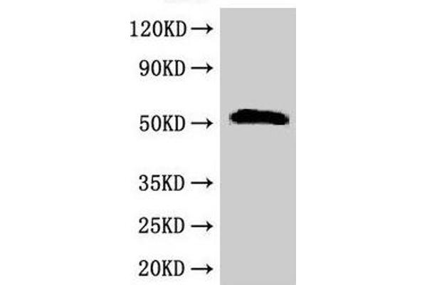 SCTR antibody  (AA 51-135)