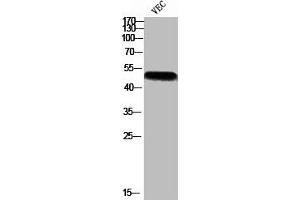 Western blot analysis of VEC using p-p47-phox (S370) antibody. (NCF1 antibody  (pSer370))