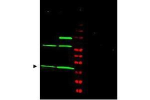 使用亲和纯化的抗MAD2L1抗体进行的Western blot显示，使用800 nm通道（绿色）检测到约24 kDa处的优势带，对应于Jurkat（第1通道）和HeLa（第2通道）全细胞裂解液中的MAD2L1（箭头）。（MAD2L1抗体）